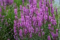 Bush of lavender Royalty Free Stock Photo