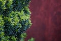 Bush with light and dark leaves on a background of a fuchsian concrete wall. Selective focus