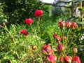 A bush of light pink small roses behind a white small fence Royalty Free Stock Photo