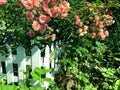 A bush of light pink small roses behind a white small fence Royalty Free Stock Photo