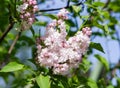 Bush of light white and pink terry lilacs, bunches of flowers in full bloom on a branch