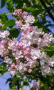 bush of light white and pink terry lilacs, bunches of flowers in full bloom on a branch