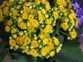 Bush like bouquet of small yellow flowers