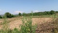 Bush like vegetation near Chenab river in akhnoorandplains of Jammu near India Pakistan border