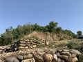 Bush like vegetation near Chenab river in akhnoorandplains of Jammu near India Pakistan border