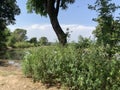 Bush like vegetation near Chenab river in akhnoorandplains of Jammu near India Pakistan border