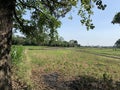 Bush like vegetation near Chenab river in akhnoorandplains of Jammu near India Pakistan border