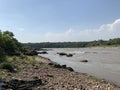 Bush like vegetation near Chenab river in akhnoorandplains of Jammu near India Pakistan border