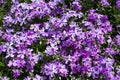 Bush of lilac flowers of crocuses in the garden