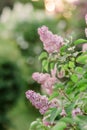 Bush with lilac flowers in a spring green park. Branches with flowers Royalty Free Stock Photo