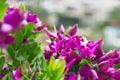 Bush lilac tropical flowers Royalty Free Stock Photo