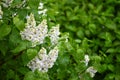 Bush lilac with white flowers on branch green leaves springtime