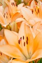 Bush of lilies