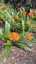 Bush Lily Clivia miniata in bloom Royalty Free Stock Photo