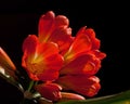 Bush lily, Clivia miniata flower closeup. Royalty Free Stock Photo