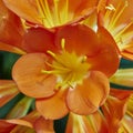 Bush lily (Clivia miniata) flower closeup Royalty Free Stock Photo