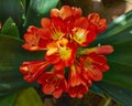 Bush lily (Clivia miniata) flower closeup Royalty Free Stock Photo