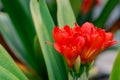 Bush lily (Clivia miniata) flower, natural background Royalty Free Stock Photo