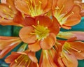 Bush lily (Clivia miniata) flower Royalty Free Stock Photo