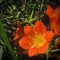 Bush lily Clivia miniata flower under sunshine. closeup view. Square photo image. Royalty Free Stock Photo