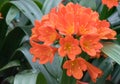 Natal lily Clivia miniata, with bright orange flowers Royalty Free Stock Photo