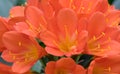 Natal lily Clivia miniata, very bright orange flowers