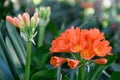 Natal lily Clivia miniata, bright orange flowers and buds
