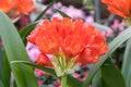 Natal lily Clivia miniata, bright orange flowers Royalty Free Stock Photo