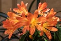 Bush lily (clivia miniata) flowers Royalty Free Stock Photo