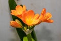 Bush lily (clivia miniata) flowers Royalty Free Stock Photo