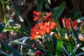 Bush Lily Clivia miniata flower Royalty Free Stock Photo