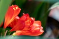 Bush Lily Clivia miniata flower Royalty Free Stock Photo