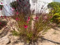 Bush with little red and pink flowers on it with almost no leaves Royalty Free Stock Photo