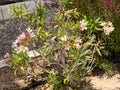 Bush with little white and yellow flowers with some green leaves on it Royalty Free Stock Photo