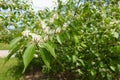 Bush of Lonicera maackii in full bloom in May Royalty Free Stock Photo