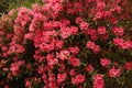Bush with a lot of pink flowers . Rhododendron Azaleen Obtusum Satschiko in rose colors