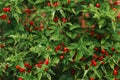 A bush full of red peppers and green leaves