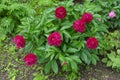 Bush of magenta-colored peonies in full bloom in May