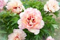 Bush with many beautiful creamy colored peony flowers. Callie`s