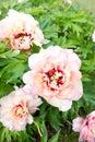 Bush with many beautiful creamy colored peony flowers. Callie`s