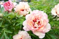 Bush with many beautiful creamy colored peony flowers. Callie`s