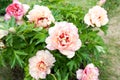 Bush with many beautiful creamy colored peony flowers. Callie`s