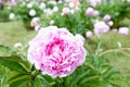 Bush with many beautiful pink colored peony flowers. Minuet Paeoni.