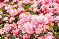 Bush with many pink roses freshly flowered after the spring rains Royalty Free Stock Photo