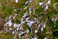 A bush with many small blooming flowers matthiola purple