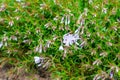 A bush with many small blooming flowers matthiola purple