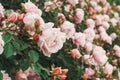 A bush with many small pink roses close-up in the garden. Pink rose bushes blooming on the road Royalty Free Stock Photo