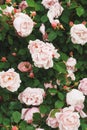 A bush with many small pink roses close-up in the garden. Pink rose bushes blooming on the road. Royalty Free Stock Photo