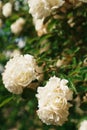 A bush with many small pink roses close-up in the garden. Pink rose bushes blooming on the road. Royalty Free Stock Photo