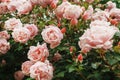 A bush with many small pink roses close-up in the garden. Pink rose bushes blooming on the road Royalty Free Stock Photo